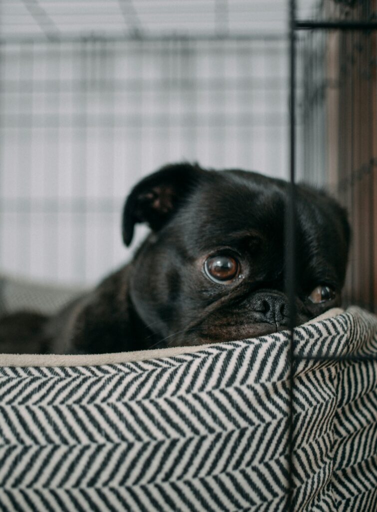 separation anxiety