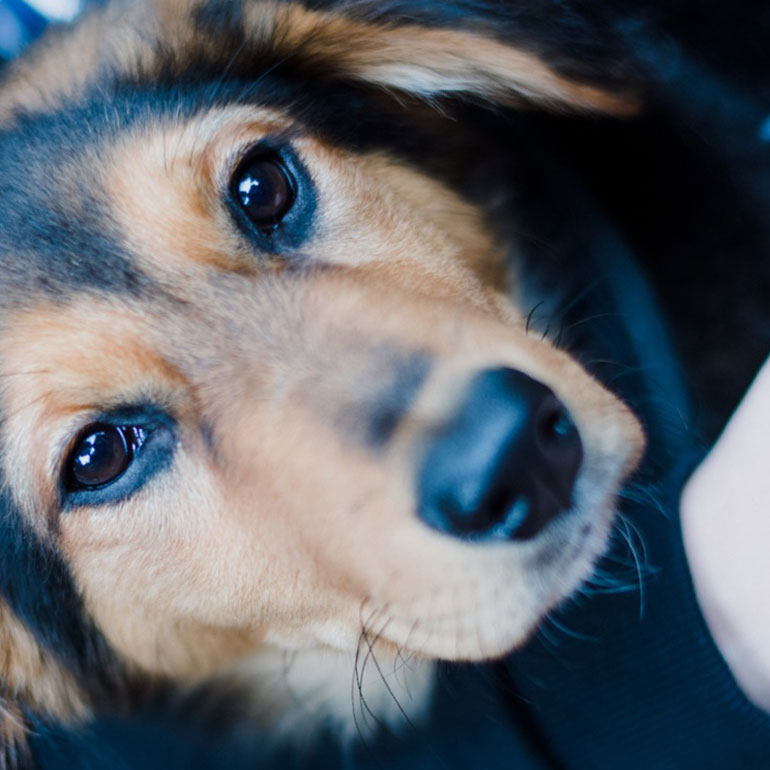 Dog day care Caparica