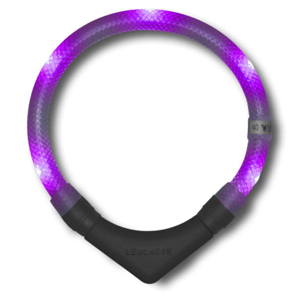 LED dog collar lavender