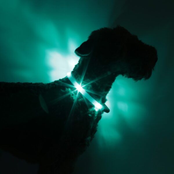 LED Dog collar in the dark