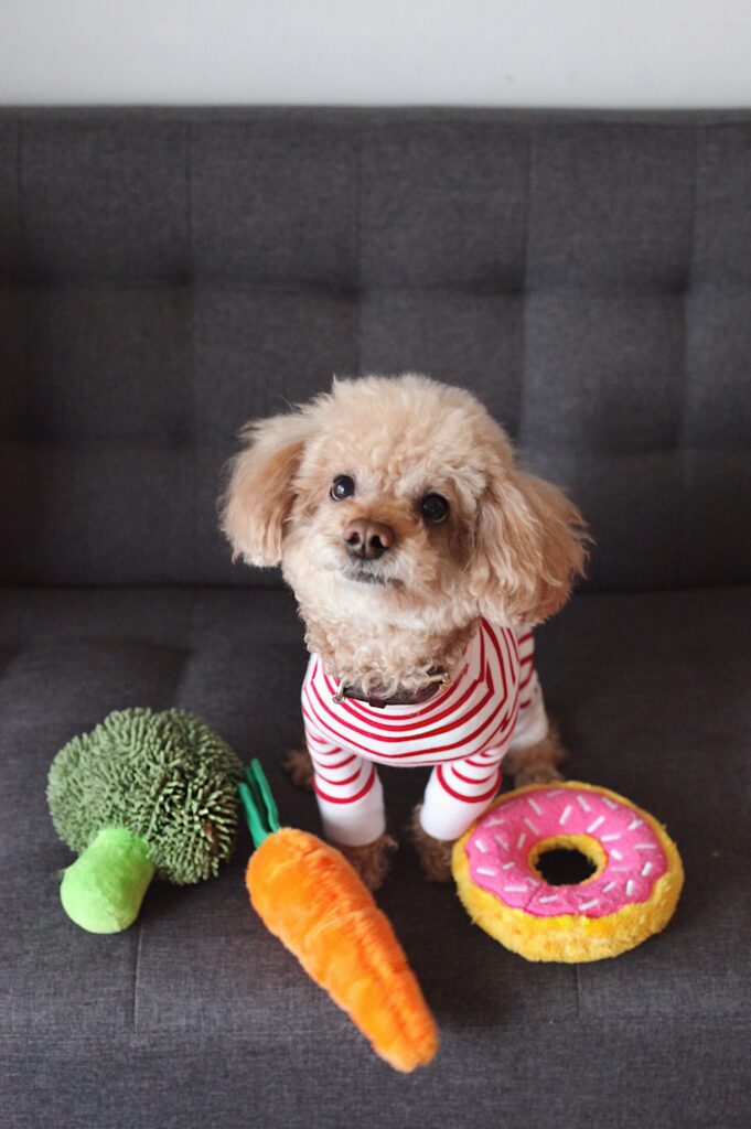 tips for separation anxiety