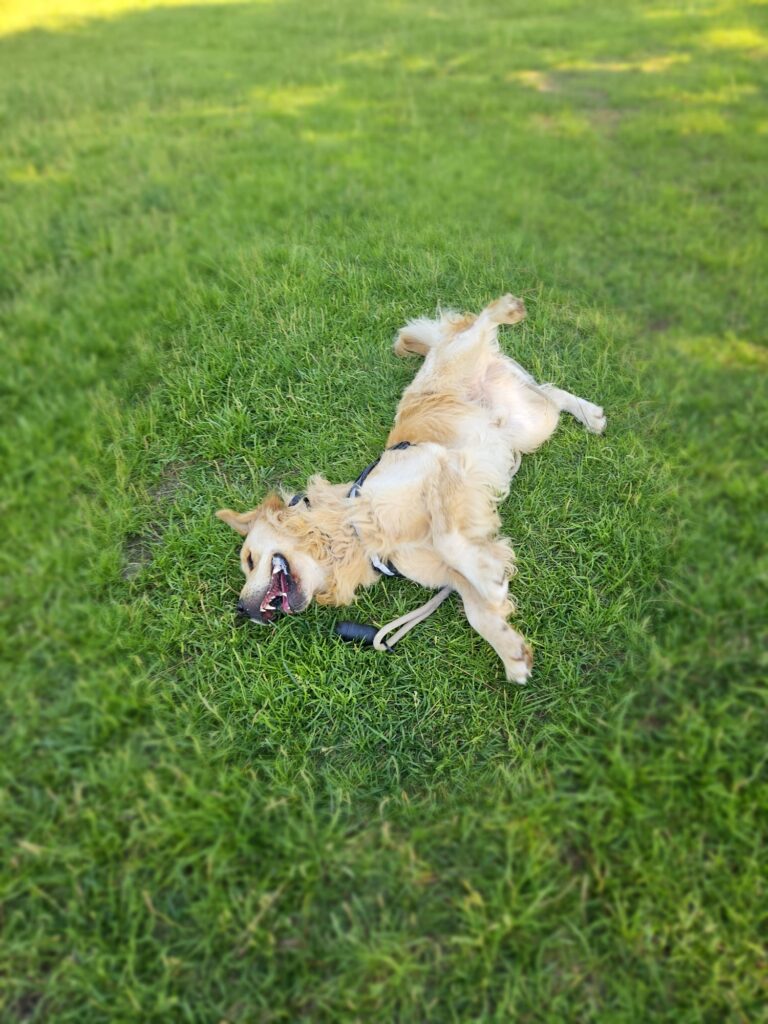 natural supplements for dogs