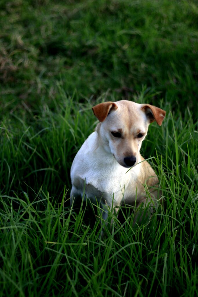 puppy training