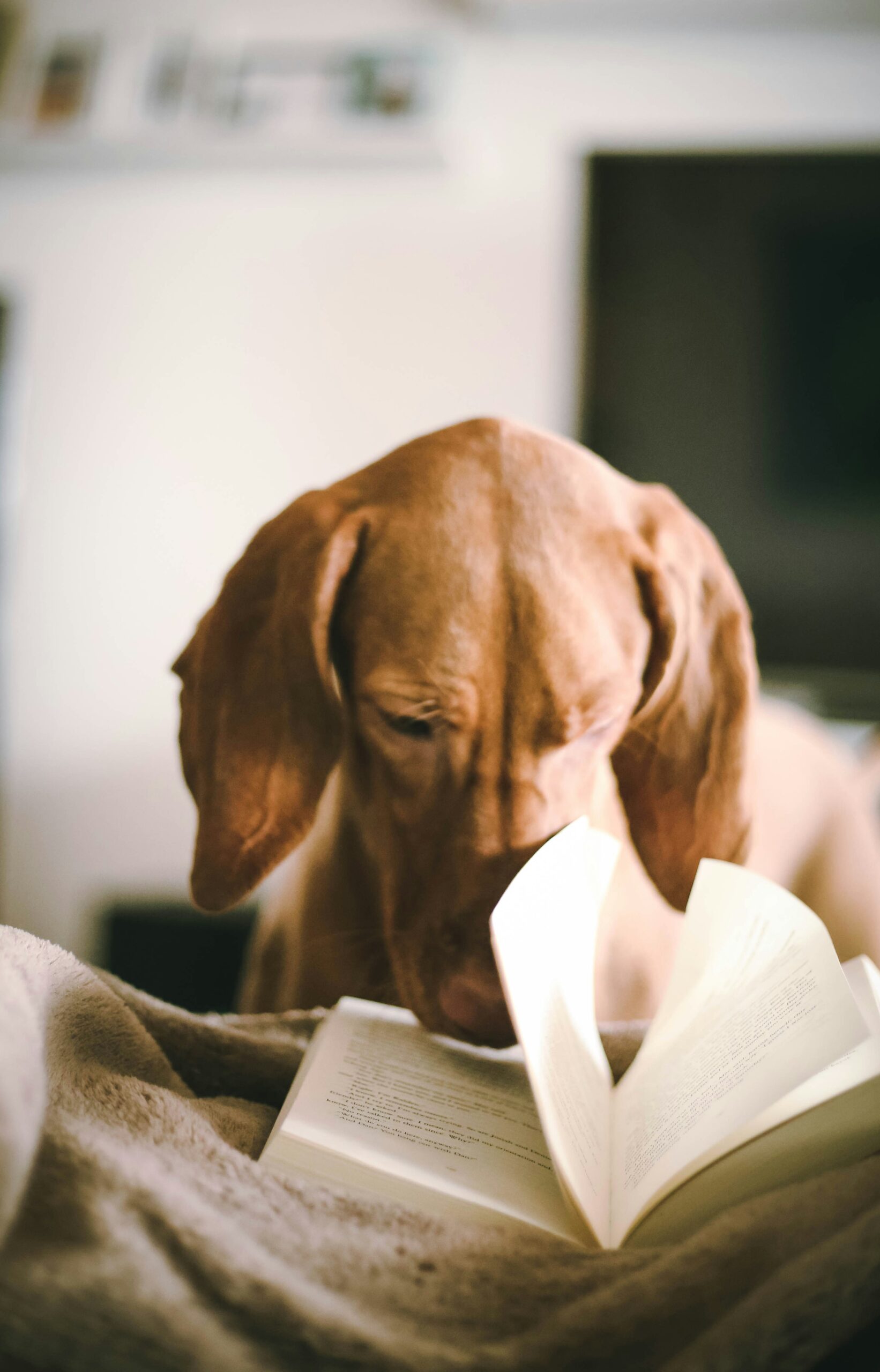 Dog training lessons