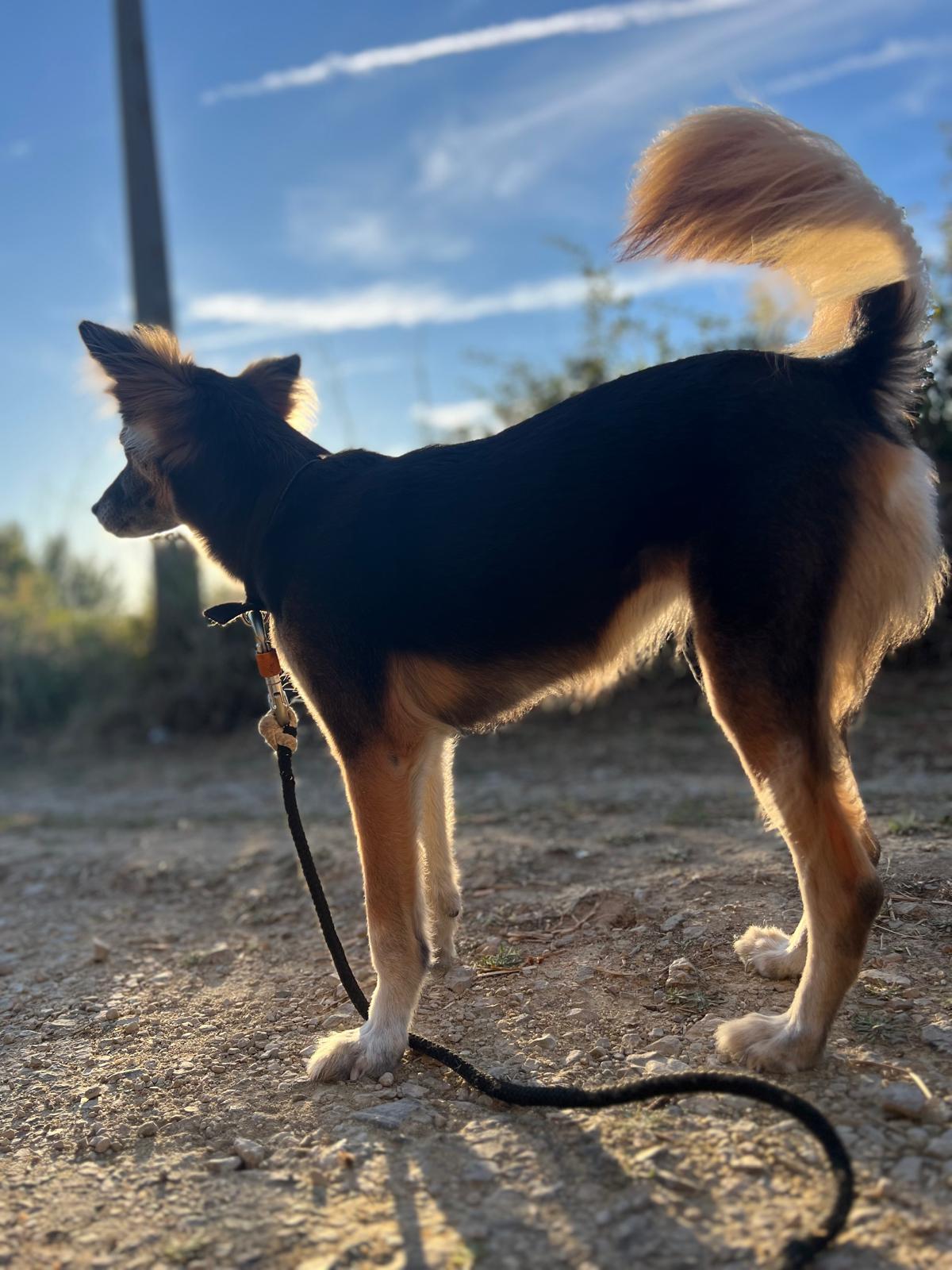 Dog walking