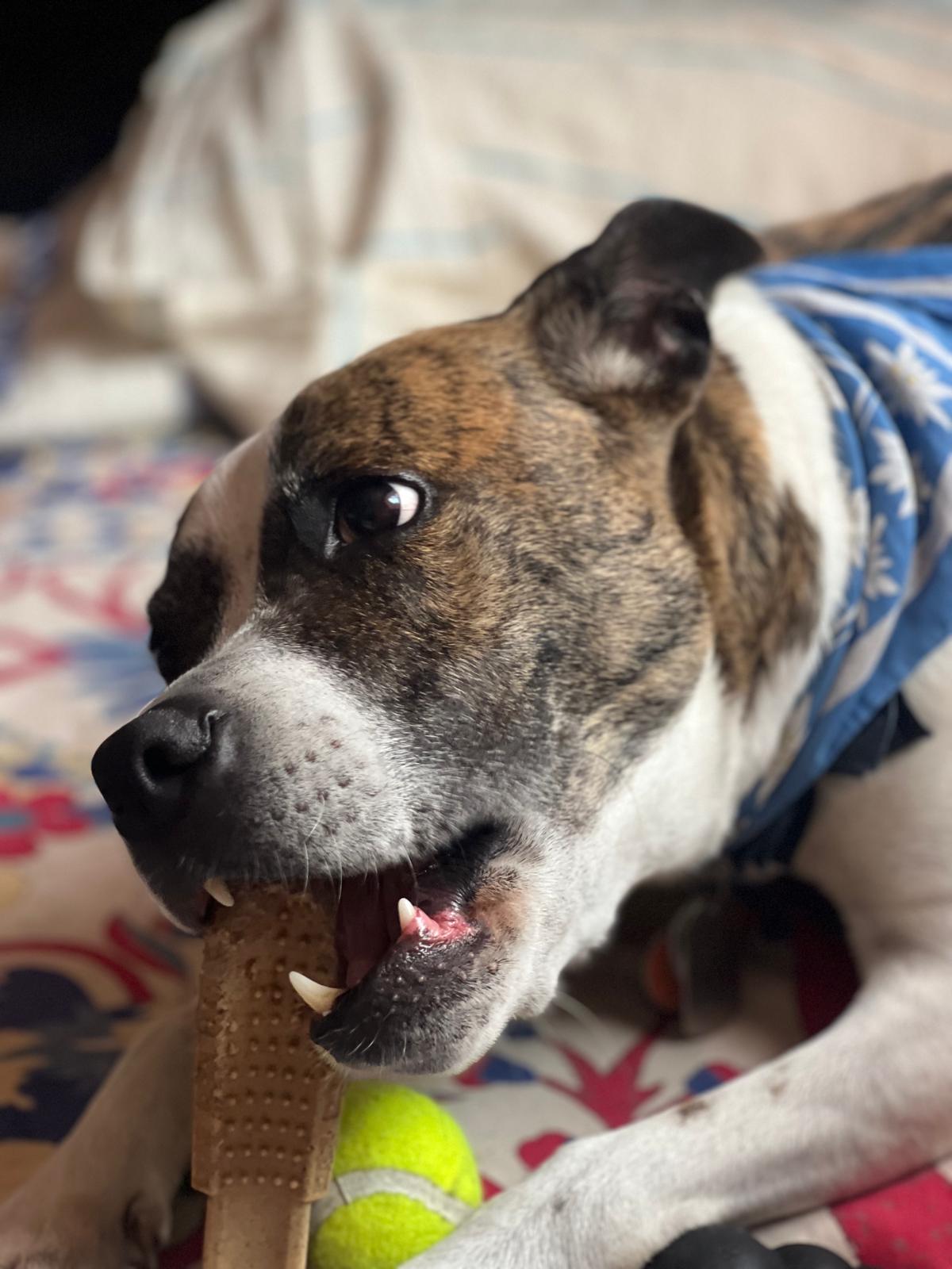 Dog sitting 
